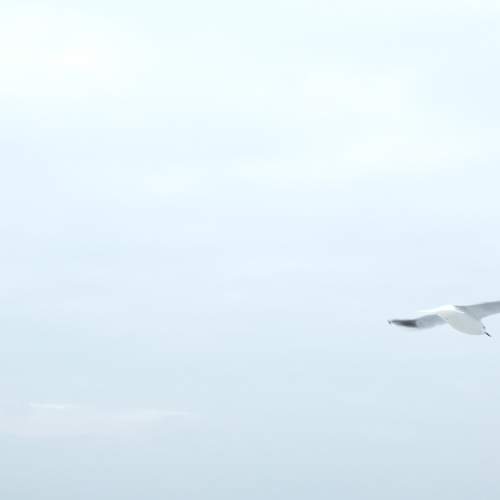 Photo #13239000