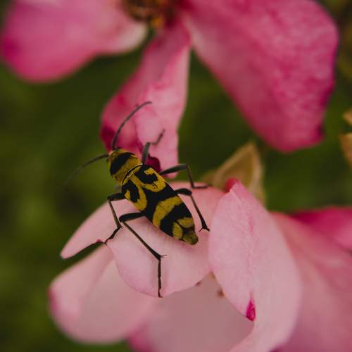 Photo #13239291