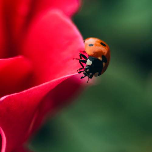 Photo #13239292