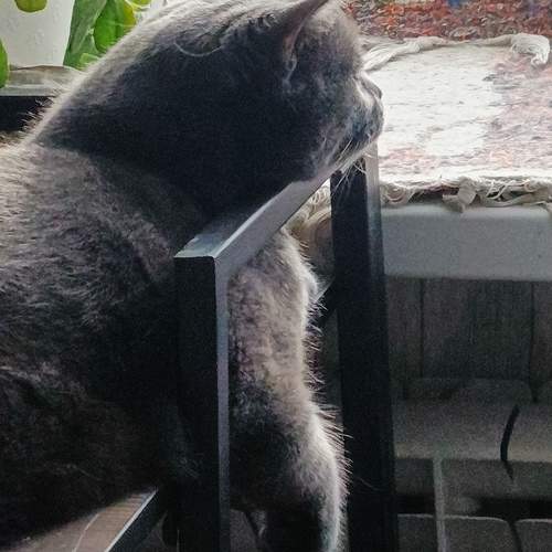 Photo #13239316
