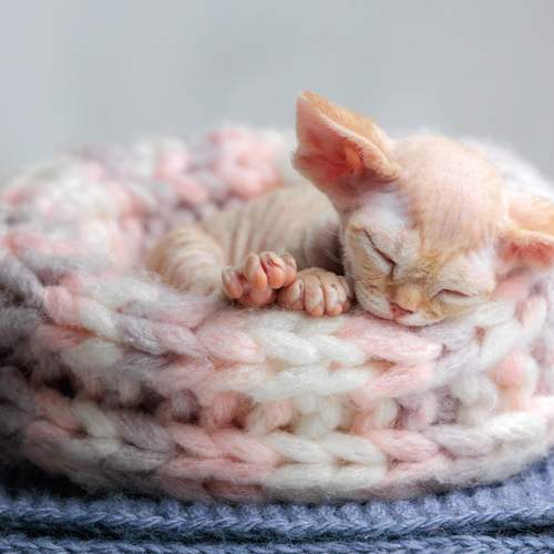 Photo #13239805