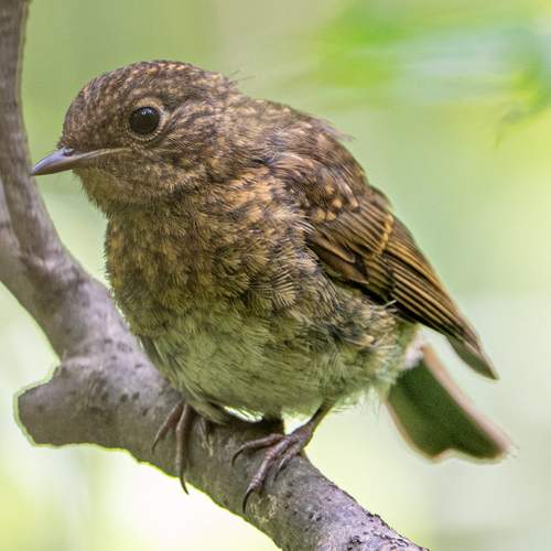 Фотография #13239945