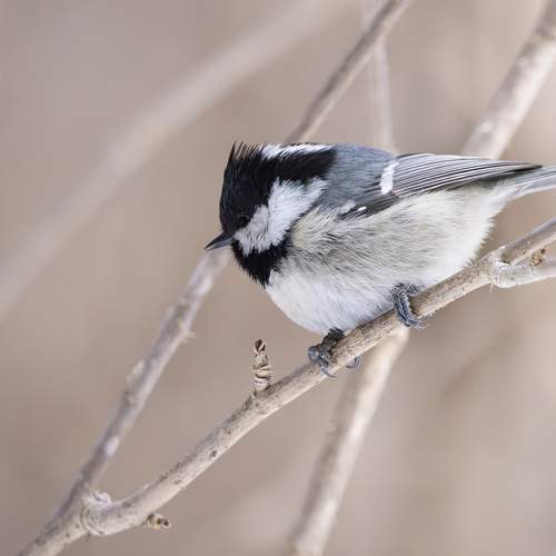 Московка, Parus ater