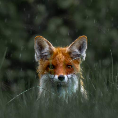 Перед тем как исчезнуть