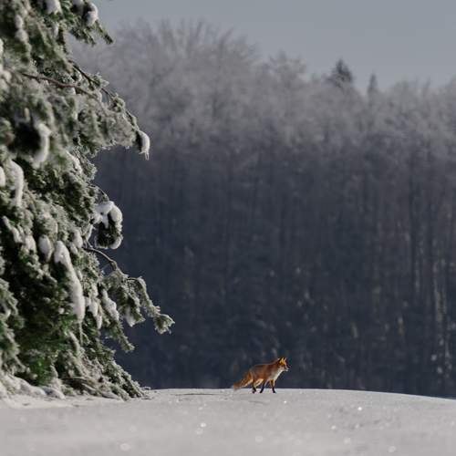 Тихий переход