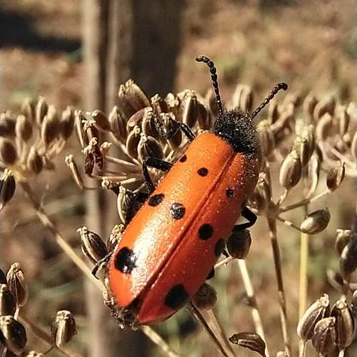 Photo #13240249