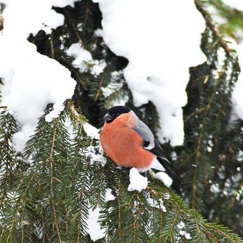 Photo #13240799