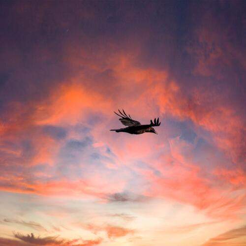 Photo #13240843
