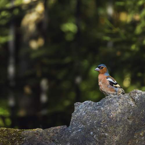Photo #13241240