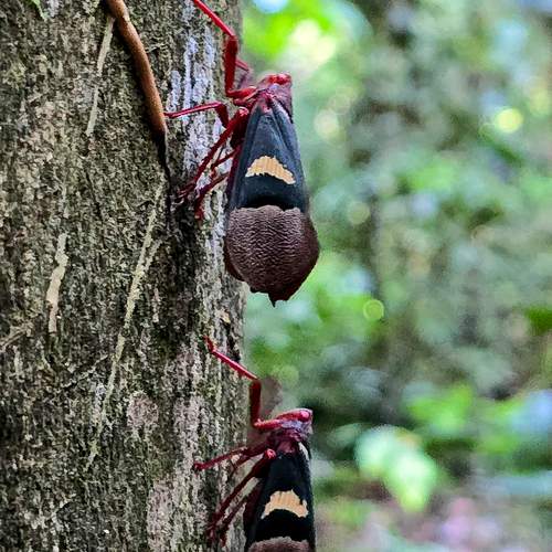 Lantern Bugs, North Sulawesi Indonesia