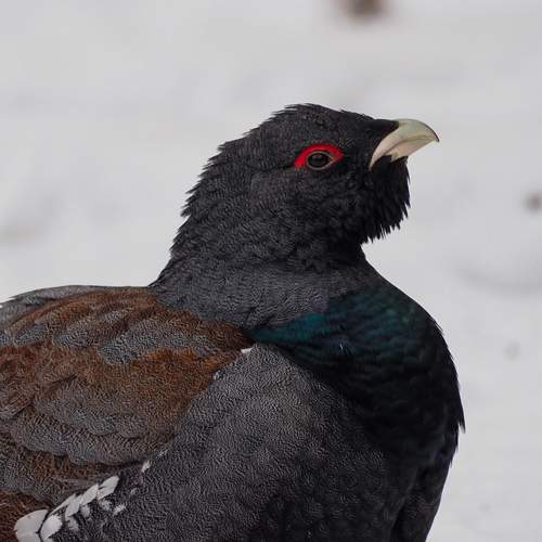 Photo #13242093