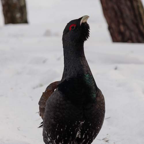 Photo #13242096