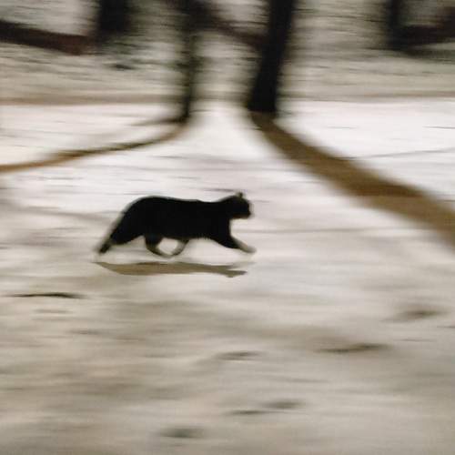 Photo #13242123