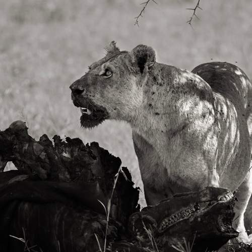 Photo #13242557