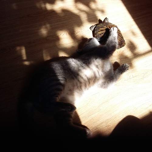 Photo #13242653