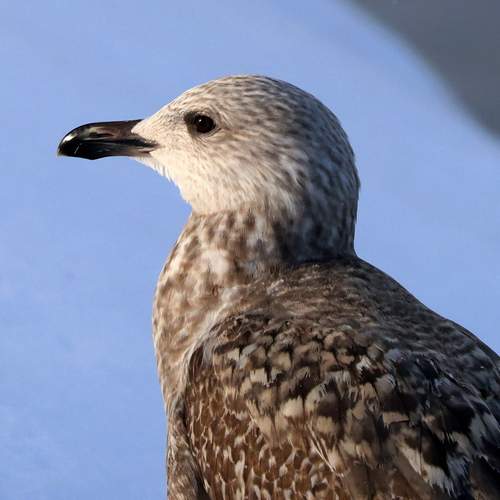 Photo #13242981