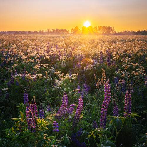Photo #13243012