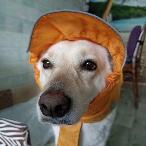 Photo #13243041