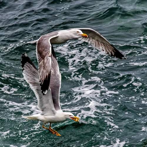 Seagulls