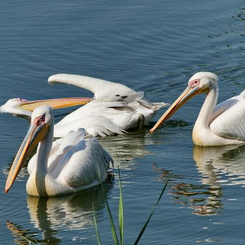 Pelicans