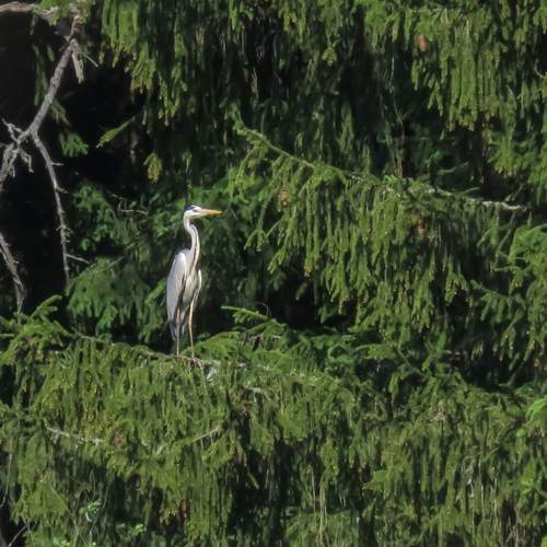Photo #13243126