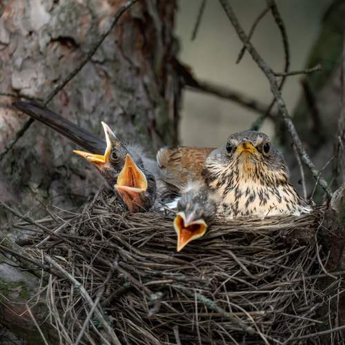 Невозмутимость