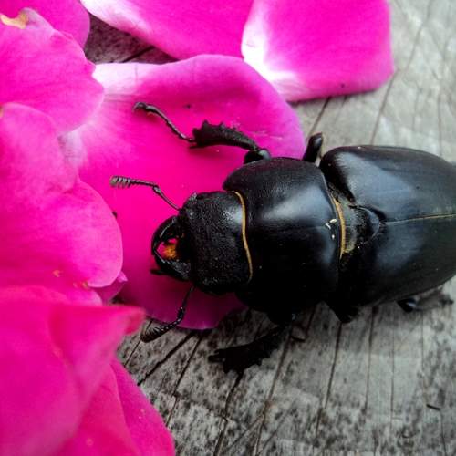 Photo #13243468