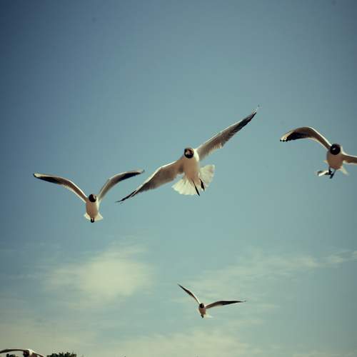 Photo #13243733
