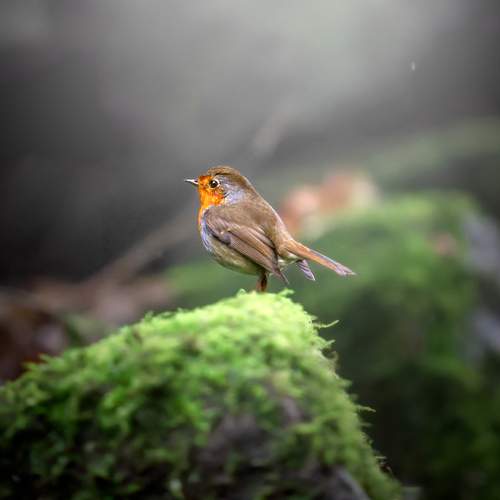 Photo #13243754