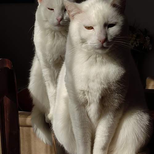twins