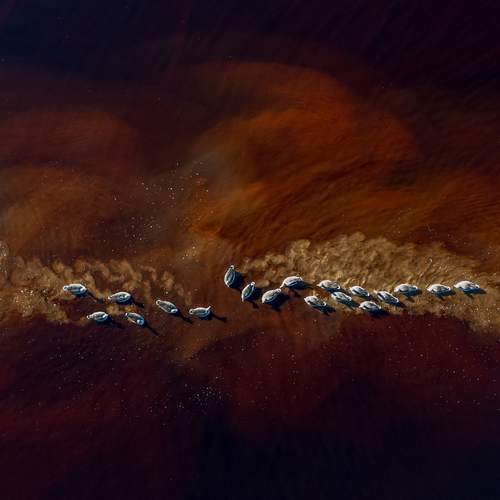 Wild geese on Mars