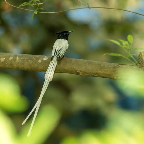Photo #13244602