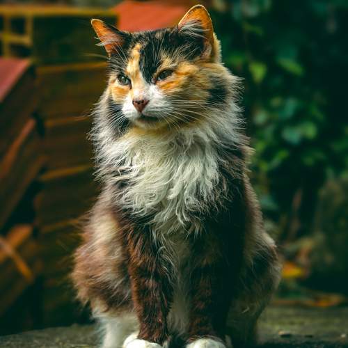 In the right place - Layka