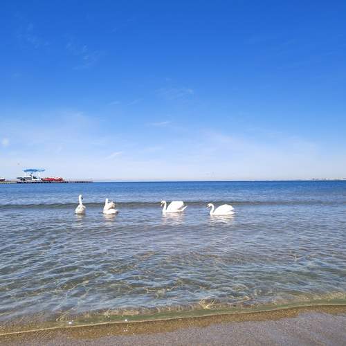 Photo #13245064