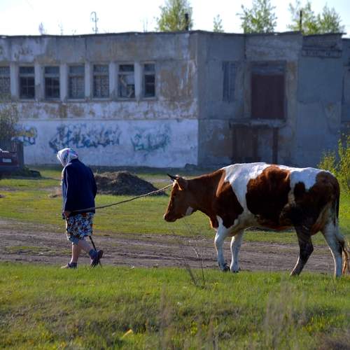 Пойдем, Зорька!