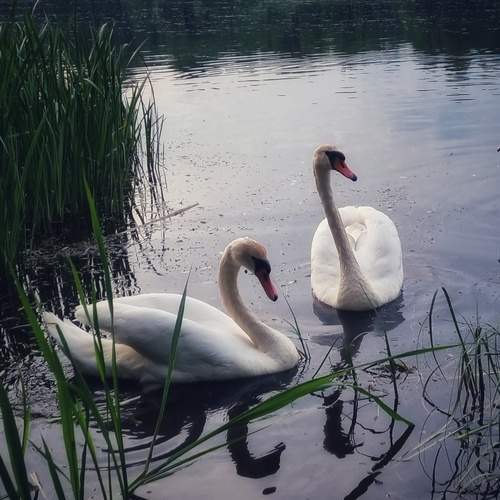 Photo #13245381