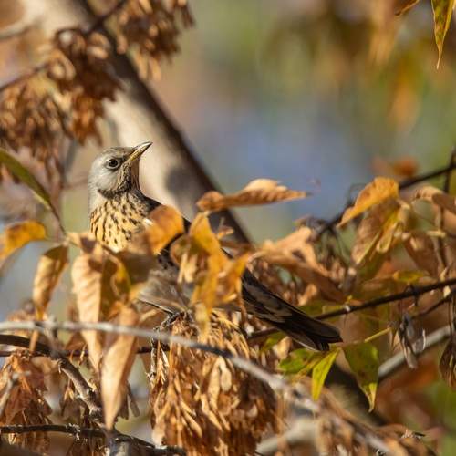 Photo #13245447