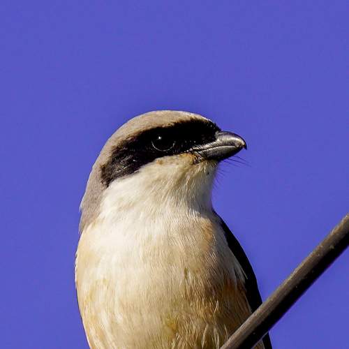 Photo #13245597