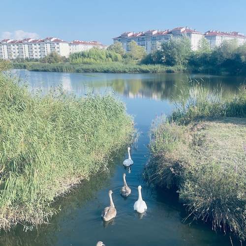 Photo #13245748