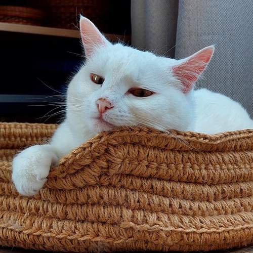 Котэша