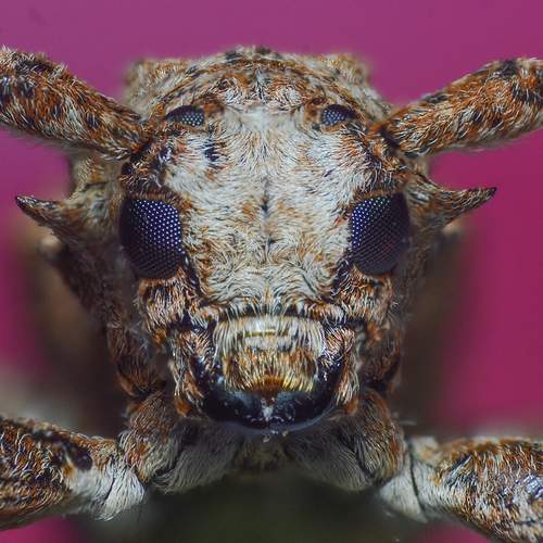 Фотография #13246033