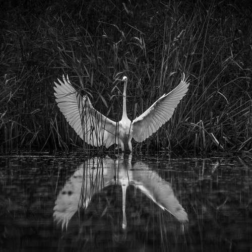 Фотография #13246264