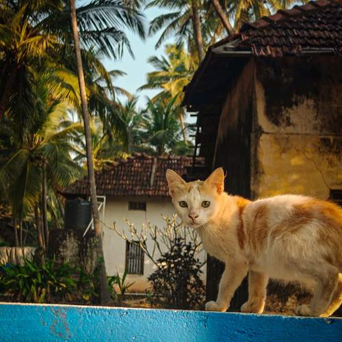 Photo #13246274