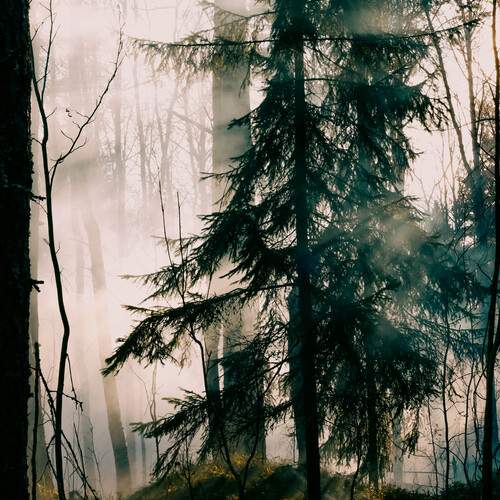 Photo #13246833