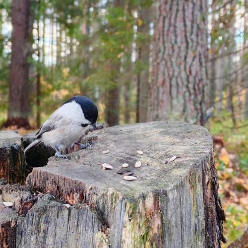 Photo #13247306