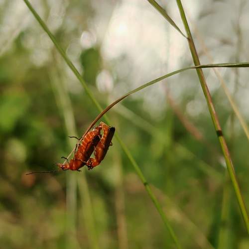 Photo #13247361