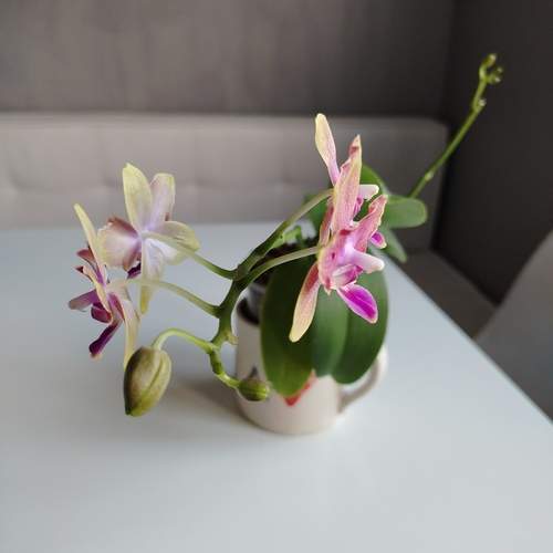 Photo #13247716