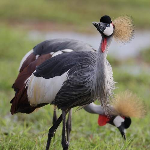 Двуглавый дракон