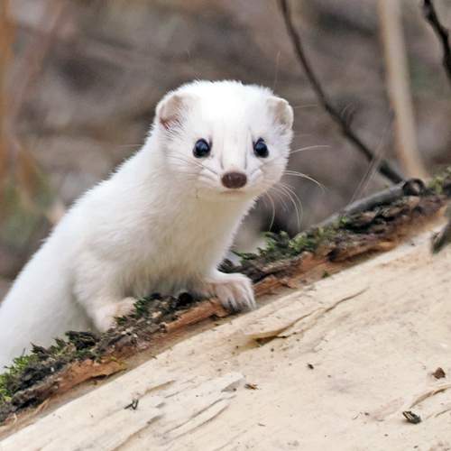 Photo #13247731