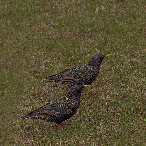 Photo #13248091